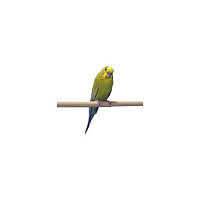 PENN-PLAX жердочки для птиц, 28 см / Ø 1 см