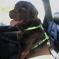 Rogz Накладка для ремня безопасности в машину для собаки ( крепится на шлейку), штрина полотна - 45 мм черный
