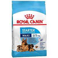 Royal Canin Maxi Starter сухой корм для щенков крупных пород до 2-х месяцев и кормящих сук