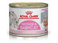 Royal Canin Babycat консервы для котят в период роста с момента отъема до 4-х месяцев (мусс)